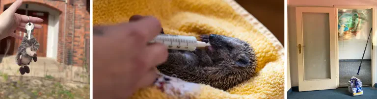 Igelhilfe 🦔 - Aufbau einer Igelstation für Zwickau Header