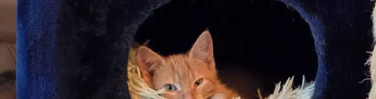 dringend Katzenfutter benötigt Header