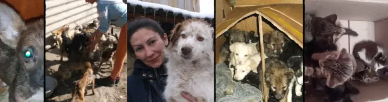Hilfe für die Tierschützer Ira und Oleg aus Kasachstan mit über 300 Tieren Header