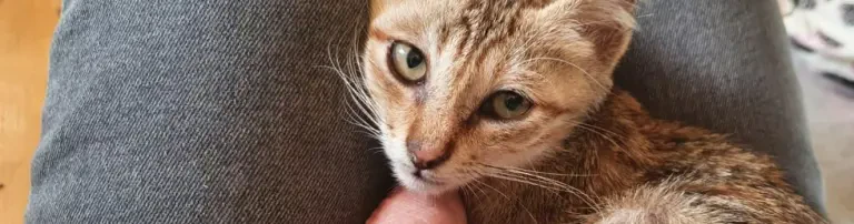 Kleine Katze Sugar braucht Hilfe Header