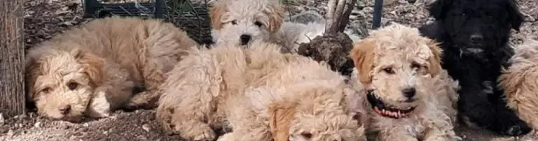 Kastration von Hunden und Katzen in Ungarn Header