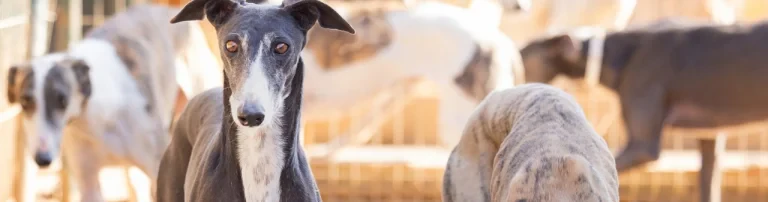 Hilfe für Galgos in Not Header