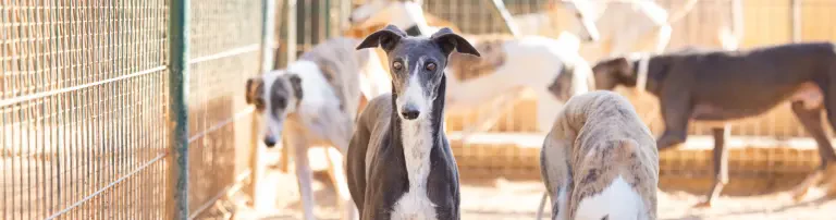 Hilfe für Galgos in Not Header