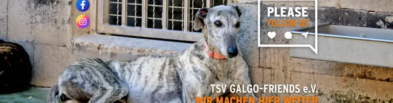 Kastration und med. Versorgung der neuen Hunde Header
