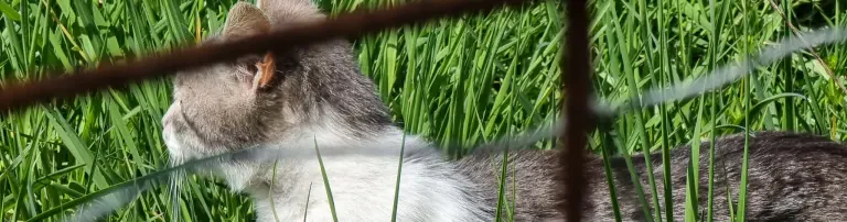 Streunerhilfe Header