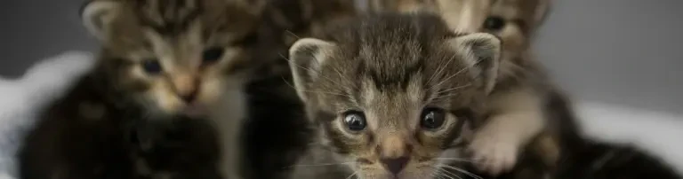 Kittenschwemme 2026 Header