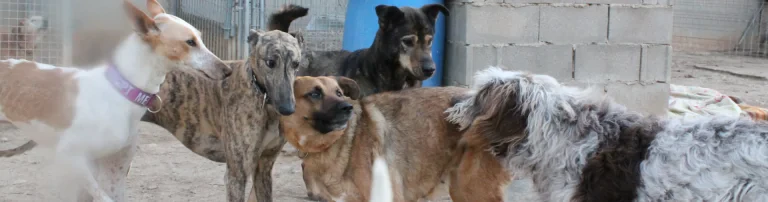 Ein neues Zwingerdach für das Tierheim APAYMA Header