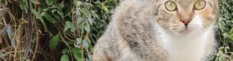 Sichere Zukunft für Frankfurts Streunerkatzen – Kastration, Versorgung & nachhaltiger Tierschutz Header