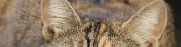 Kastrationsprojekt für Streunerkatzen in Sizilien Header