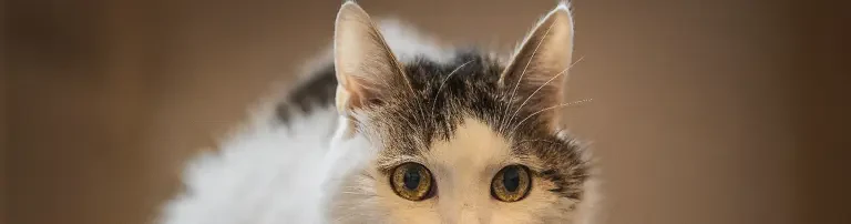 Unterstützung bei der medizinischen Betreuung unserer Schützlinge Header