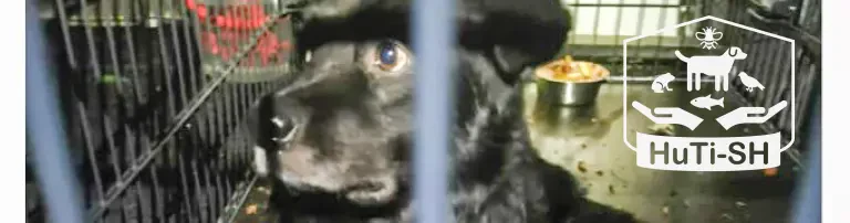 Anschaffung einer Lebendfalle für entlaufene Hunde Header