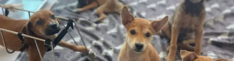 Spenden für Thailand Header