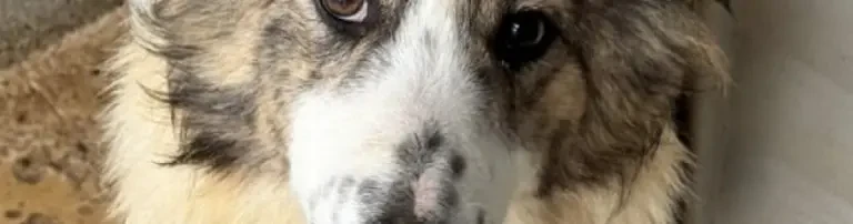 Welpenfutter, so wichtig und in Rumänien fast nicht erhältlich! Wenn doch, dann sehr sehr teuer! Header
