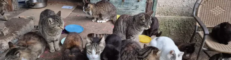 Neuanfang für über 150 Katzen Header