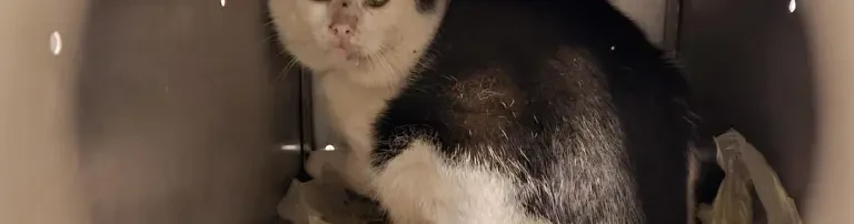 Hilfe für Streunerkatzen Header
