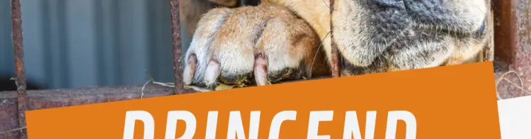 Unterstützung bei diversen Kosten Header