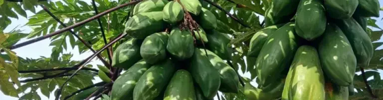 Obstbäume für Schulgärten in Kenia Header
