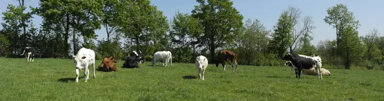 Ein sicheres Leben für über 100 gerettete Rinder Header
