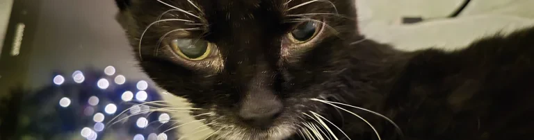Tierarztkosten für unsere Seniorenkatzen Header