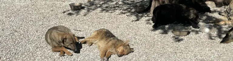 Bäume für unsere Pfoten - Schattenspender gesucht🌳 Header