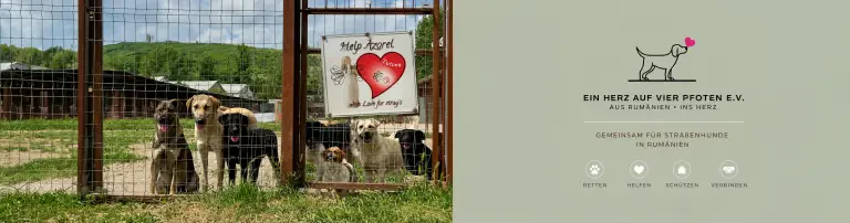 Ein sicherer Hafen für Hunde in Not - unser Shelter Help Azorel Header