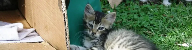 Katzen-Kastrationsaktion Header