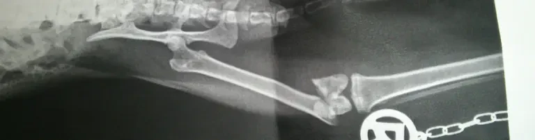 Vakuum-Matratze für die Rettung von verletzten Tieren! Header