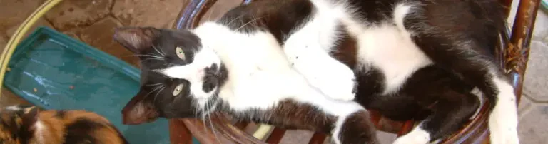 Die Tiere bei Jeannie brauchen unsere Hilfe Header