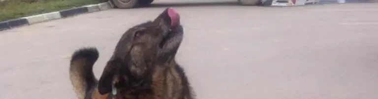 Hilfe für die gejagten und gepeinigten Hunde in Rumänien Header