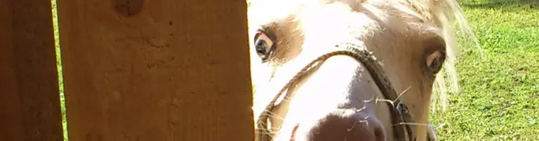 Tierrettung benötigt dringend einen Pferdeanhänger zur Pferderettung! Header