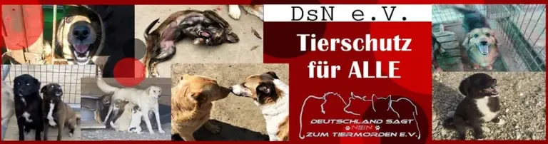 Futter und medizinische Versorgung für die Hunde der DsN-Farm in Giurgiu/Rumänien Header