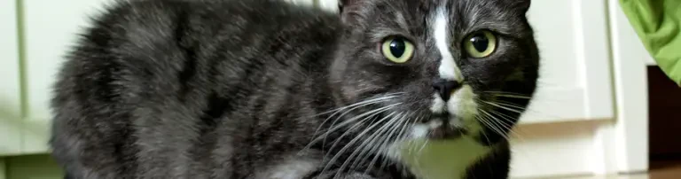 Bitte helft uns bei der Unterstützung unserer Katzen-Omis Header