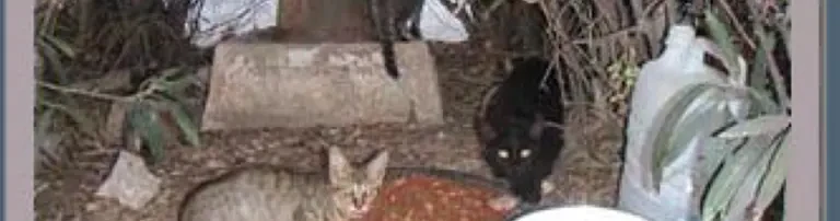 Kastrationen von Katzenkolonien in Alicante Spanien Header