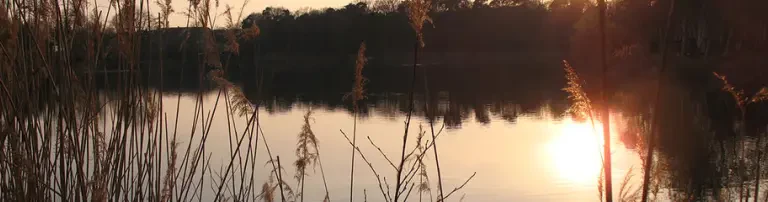 Besatz Bitterling mit Teichmuschel rote Liste stark bedrohter Tiere Hessen Header