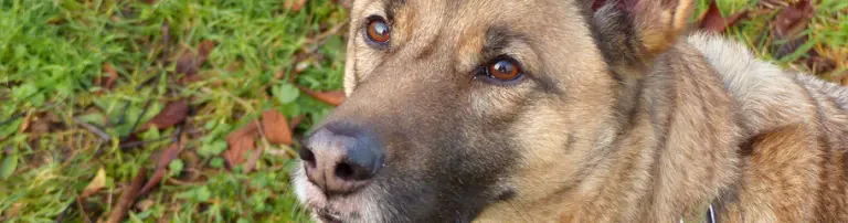 LISA - Tierschutzhund benötigt Hilfe! Header