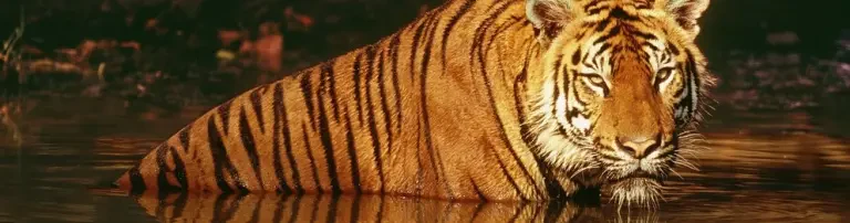 Rette die letzten Tiger Header