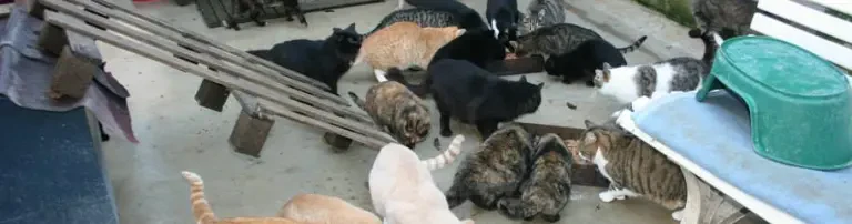 Unsere Katzen haben Hunger! Header