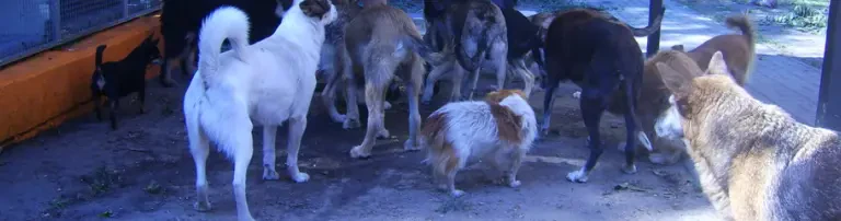 Versorgung älterer Hunde Header