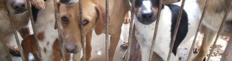 Futter für die Hunde in Villarrobledo Header