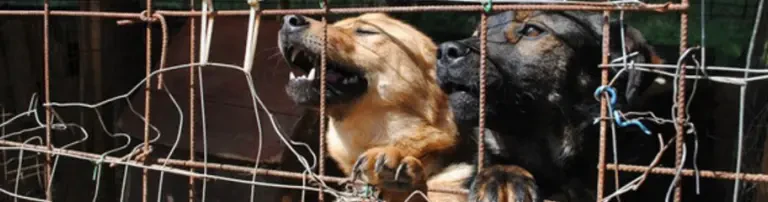 Hundezwinger für die Hunde in unserem kroatischen Partnerasyl "Vau Vau" Header
