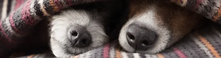 Sanierung der Hundehäuser Header