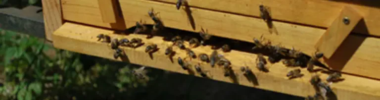 Aufbau eines Bienengartens und eines Lehrbienenstandes Header