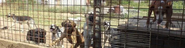 Veterinärstation im Streunerdorf Header