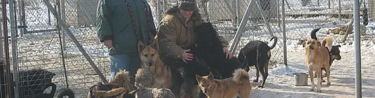 Nachhaltige Hilfe für die 2 Tierheime von Frau Wanda Jerzyk in Polen. Kastration aller Hunde und Katzen. Header