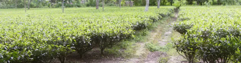 Soziale Teeplantage in Assam Header