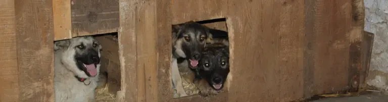 Versorgung der Hunde in Deutschland Header