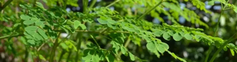 Schulungsprojekt zur Förderung des ökologischen Landbaus und Moringa Header