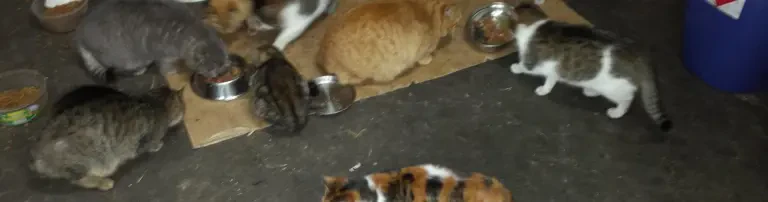 Kastrationen von Streunerkatzen in Mittelhessen sowie Unterstützung von sozialschwachen Tierbesitzern Header