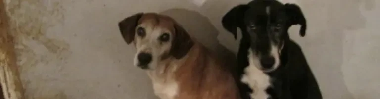 Futterspenden für Mirica und Ihre Tiere in Serbien Header