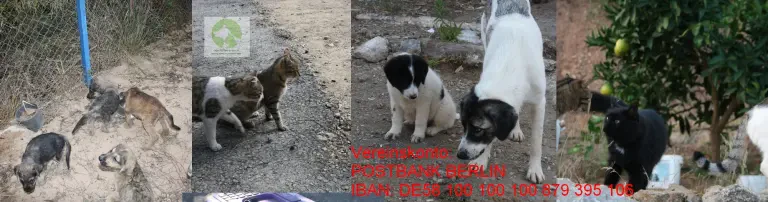 Aktionen für Özdere und Umgebung Header